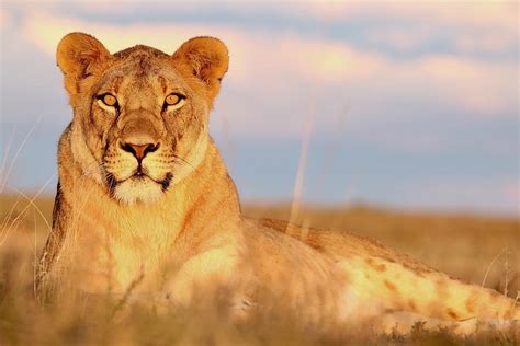  The Lioness at Sunset: A Tapestry of Strength and Vulnerability!